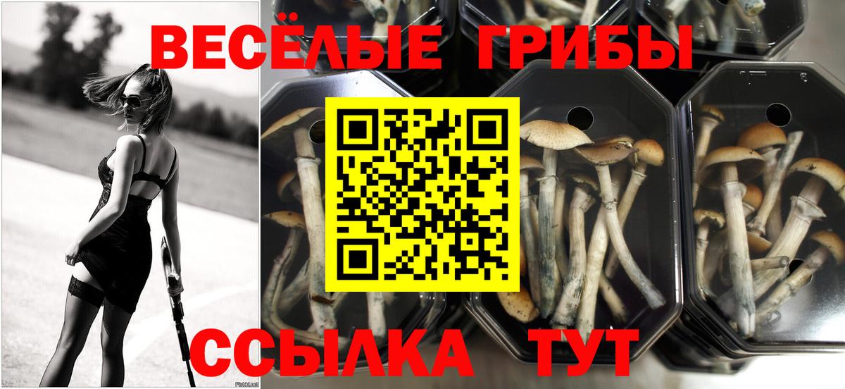 закладки  Псилоцибиновые грибы ЛСД  Вход с VPN  Шарыпово 