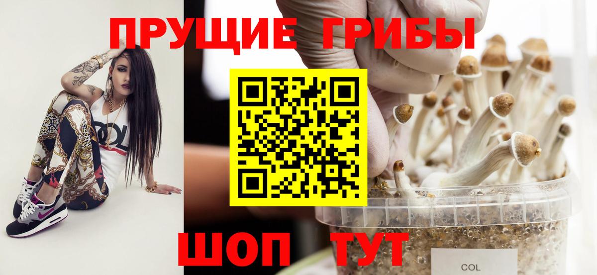 Псилоцибиновые грибы Psilocybe Шарыпово